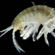 Illustration for article titled Parasites Cause Irish Shrimp to Eat Their Young
